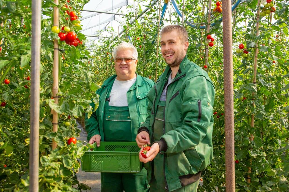 Zwei Mitarbeitende in Arbeitskleidung stehen im Gewächshaus zwischen den Tomatenpflanzen